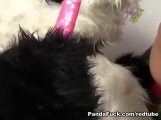 Hard up panda stuffs pink dildo in nyenyet rumaja