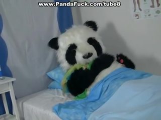 Porcas porcas vídeo para cura um doente panda