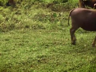 Interrupted iki a buffalo? intensyvus giliai gerklėje su sperma į burna - leolulu